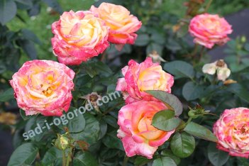Роза чайно-гибридная Пульман Ориент Экспресс Rose hybrid tea Pullman Orient Express