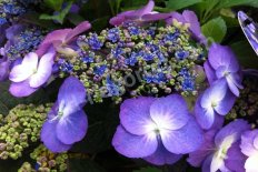 Гортензия пильчатая Блюберри Чизкейк Hydrangea serrata Blueberry Cheesecake