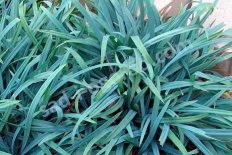 Осока развесистостебельная Бонни Блу Carex laxiculmis Bunny Blue