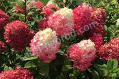 Гортензия метельчатая Литл Лайм Панч Hydrangea paniculata Litte Lime Punch