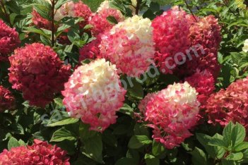 Гортензия метельчатая Литл Лайм Панч Hydrangea paniculata Litte Lime Punch