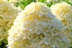Гортензия метельчатая Гарденлайт Вайтлайт Hydrangea paniculata Gardenlight Whitelight