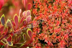 Барбарис тунберга (Berberis thunbergii Golden Ruby)