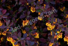 Барбарис оттавский Аурикома Berberis ottawensis Auricoma