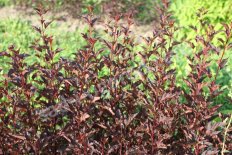 Пузыреплодник калинолистный (Physocarpus opulifolius Andre)