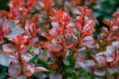 Барбарис тунберга Багатель Berberis thunbergii Bagatelle