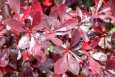Барбарис тунберга Кармен Berberis thunbergii Carmen