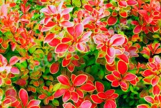 Барбарис тунберга Коронита Berberis thunbergii Coronita