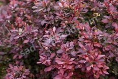 Барбарис тунберга Дартс Перпл Berberis thunbergii Dart's Purple