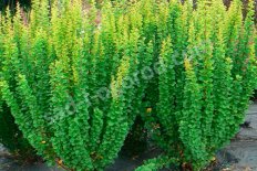 Барбарис тунберга Эректа Berberis thunbergii Erecta