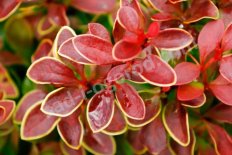 Барбарис тунберга Голден Ринг Berberis thunbergii Golden Ring