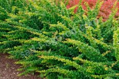 Барбарис тунберга Грин Орнамент Berberis thunbergii Green Ornament
