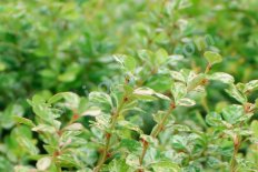 Барбарис тунберга Келлерис Berberis thunbergii Kelleriis