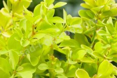 Барбарис тунберга (Berberis thunbergii Maria)