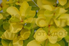 Барбарис тунберга Мария Berberis thunbergii Maria