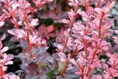 Барбарис тунберга (Berberis thunbergii Pink Perfection)