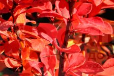 Барбарис тунберга Паувау Berberis thunbergii Powwow