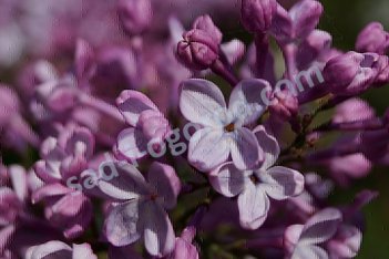 Сирень обыкновенная Маршалл Ланн Syringa vulgaris Marechal Lannes