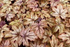 Гейхерелла Арт энд Крафт Heucherella Art and Craft