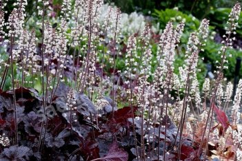 Гейхерелла гибридная Оникс Heucherella Onyx