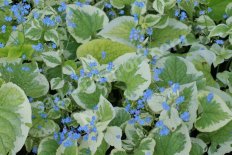 Бруннера крупнолистная Вариегата Brunnera macrophylla Variegata