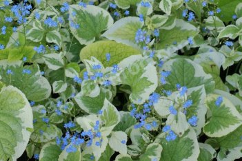 Бруннера крупнолистная Вариегата Brunnera macrophylla Variegata