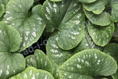 Бруннера крупнолистная Уайт Зебра Brunnera macrophylla White Zebra