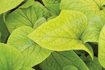 Бруннера крупнолистная Дианас Голд Brunnera macrophylla Diane’s Gold