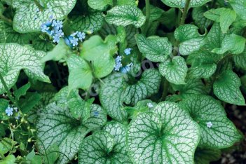 Бруннера крупнолистная Алчеми Певтер Brunnera macrophylla Alchemy Pewter