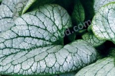 Бруннера Алхими Сильвер Brunnera macrophylla Alchemy Silver