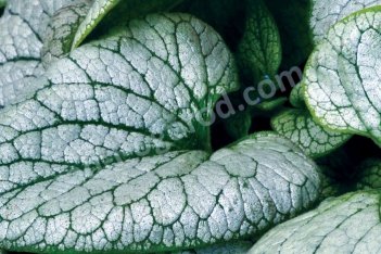 Бруннера Алхими Сильвер Brunnera macrophylla Alchemy Silver