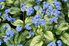 Бруннера крупнолистная Сильвер Спир Brunnera macrophylla Silver Spear