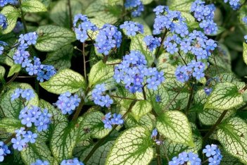 Бруннера крупнолистная Сильвер Спир Brunnera macrophylla Silver Spear