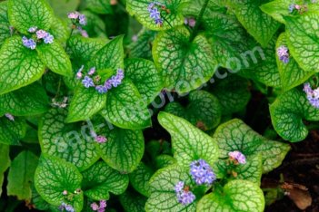 Бруннера крупнолистная Сильвер Стар Brunnera macrophylla Silver Star