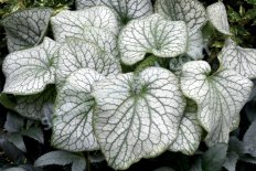 Бруннера крупнолистная Александр'с Грейт Brunnera macrophylla Alexander’s Great