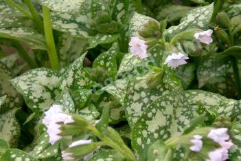 Медуница сахарная Муншайн Pulmonaria saccharata Moonshine