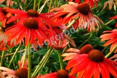 Эхинацея Томато Суп Echinacea Tomato Soup