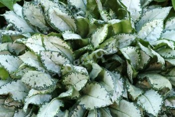 Медуница гибридная Хай Контраст Pulmonaria hybridum High Contrast