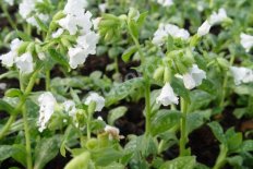 Медуница лекарственная Сиссингхёрст Уайт Pulmonaria officinalis Sissinghurst White