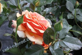 Роза чайно-гибридная Ашрам Rose hybrid tea Ashram