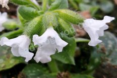 Медуница сахарная Айс Баллет Pulmonaria saccharata Ice Ballet