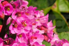 Бадан сердецелистный Барток Bergenia cordifolia Bartok