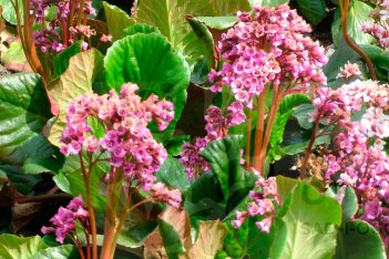 Бадан сердецелистный Барток Bergenia cordifolia Bartok