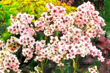 Бадан сердцелистный Драгонфлай Энджел Кисс Bergenia cordifolia Dragonfly Angel Kiss