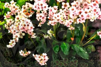 Бадан сердцелистный Драгонфлай Энджел Кисс Bergenia cordifolia Dragonfly Angel Kiss