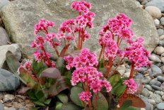 Бадан сердцелистный Драгонфлай Сакура Bergenia cordifolia Dragonfly Sakura