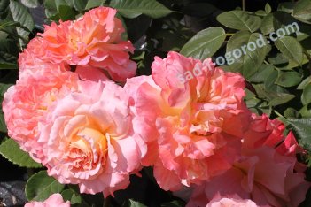 Роза чайно-гибридная Августа Луиза Rose hybrid tea Augusta Luise