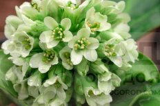 Бадан стречи Айс Квин Bergenia stracheyi Ice Queen