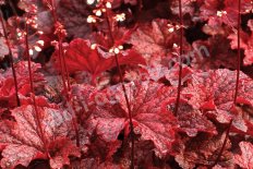 Гейхера Кэйджин Файер Heuchera Cajun Fire
