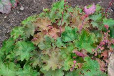 Гейхера Кассандра Heuchera Kassandrа